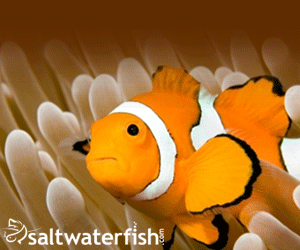 SaltWaterFish Promo