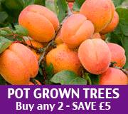 Pomona Fruits Promo