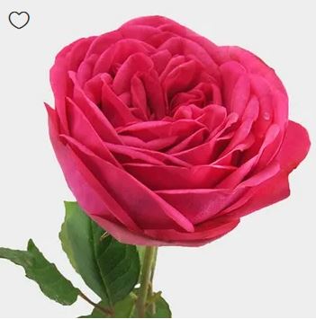 Blooms By The Box Promo